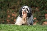 LHASSA APSO 112
